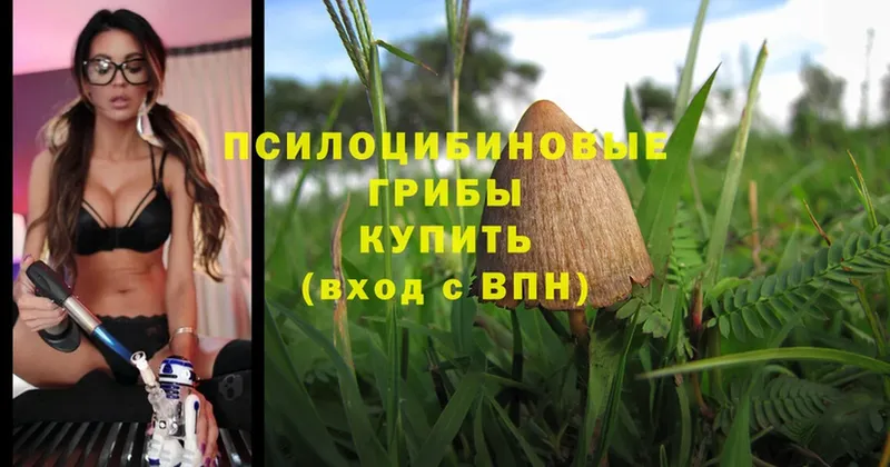 Псилоцибиновые грибы MAGIC MUSHROOMS  Буинск 